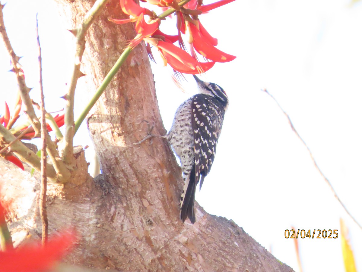 Nuttall's Woodpecker - ML630285260