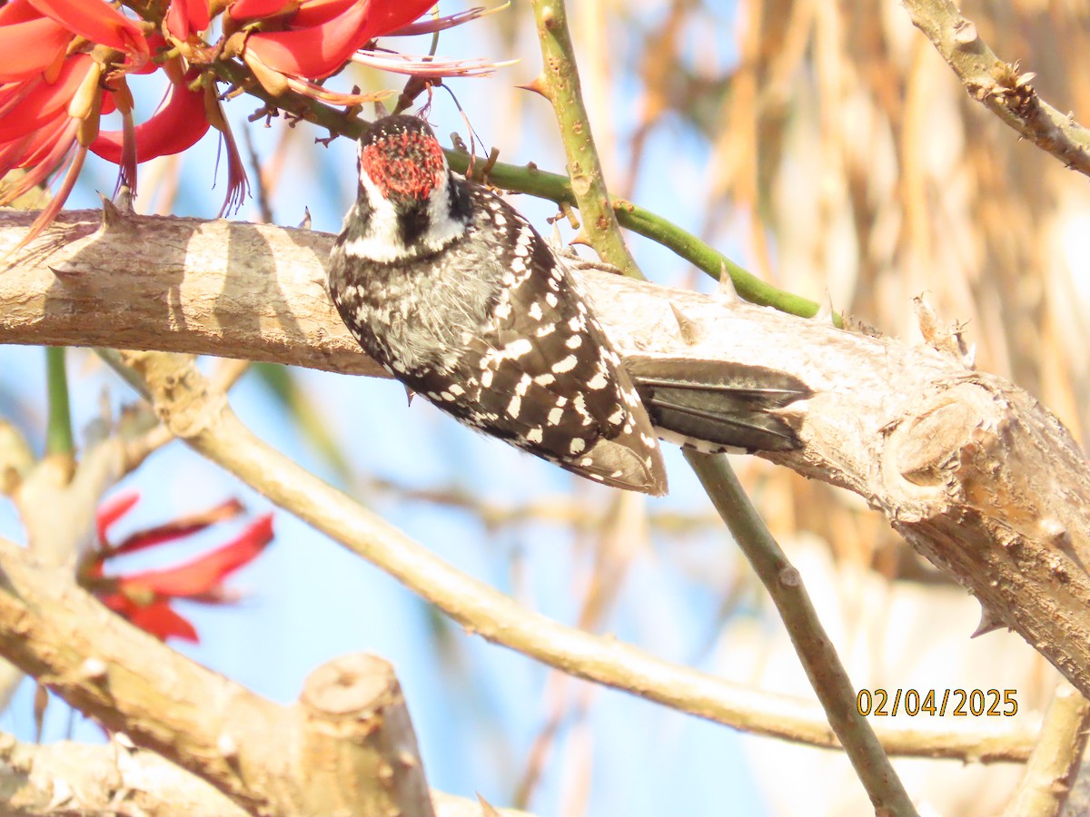 Nuttall's Woodpecker - ML630285261