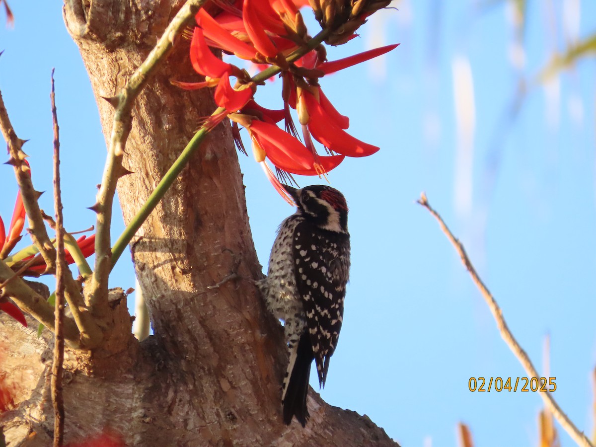 Nuttall's Woodpecker - ML630285262