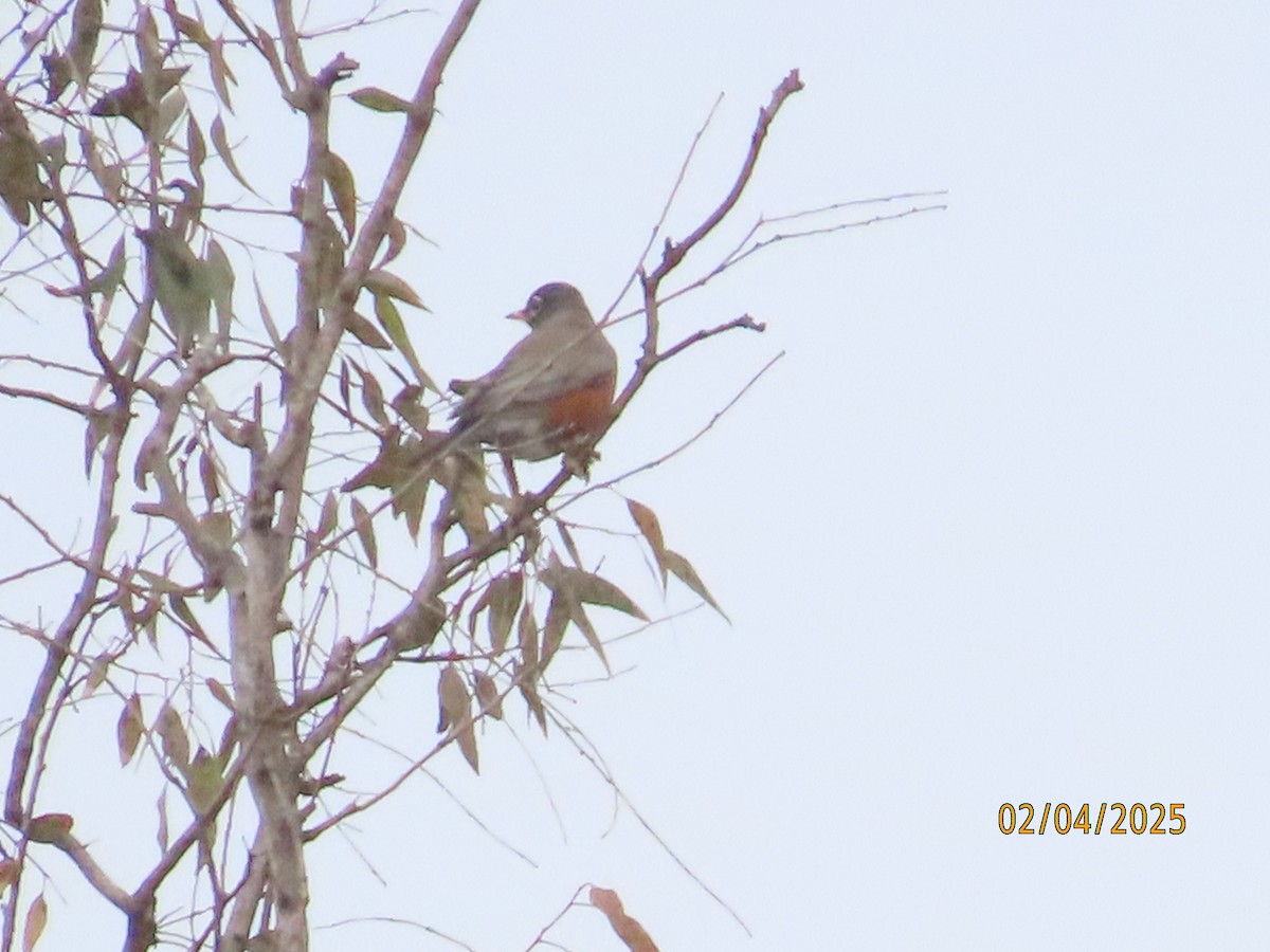 American Robin - ML630285274