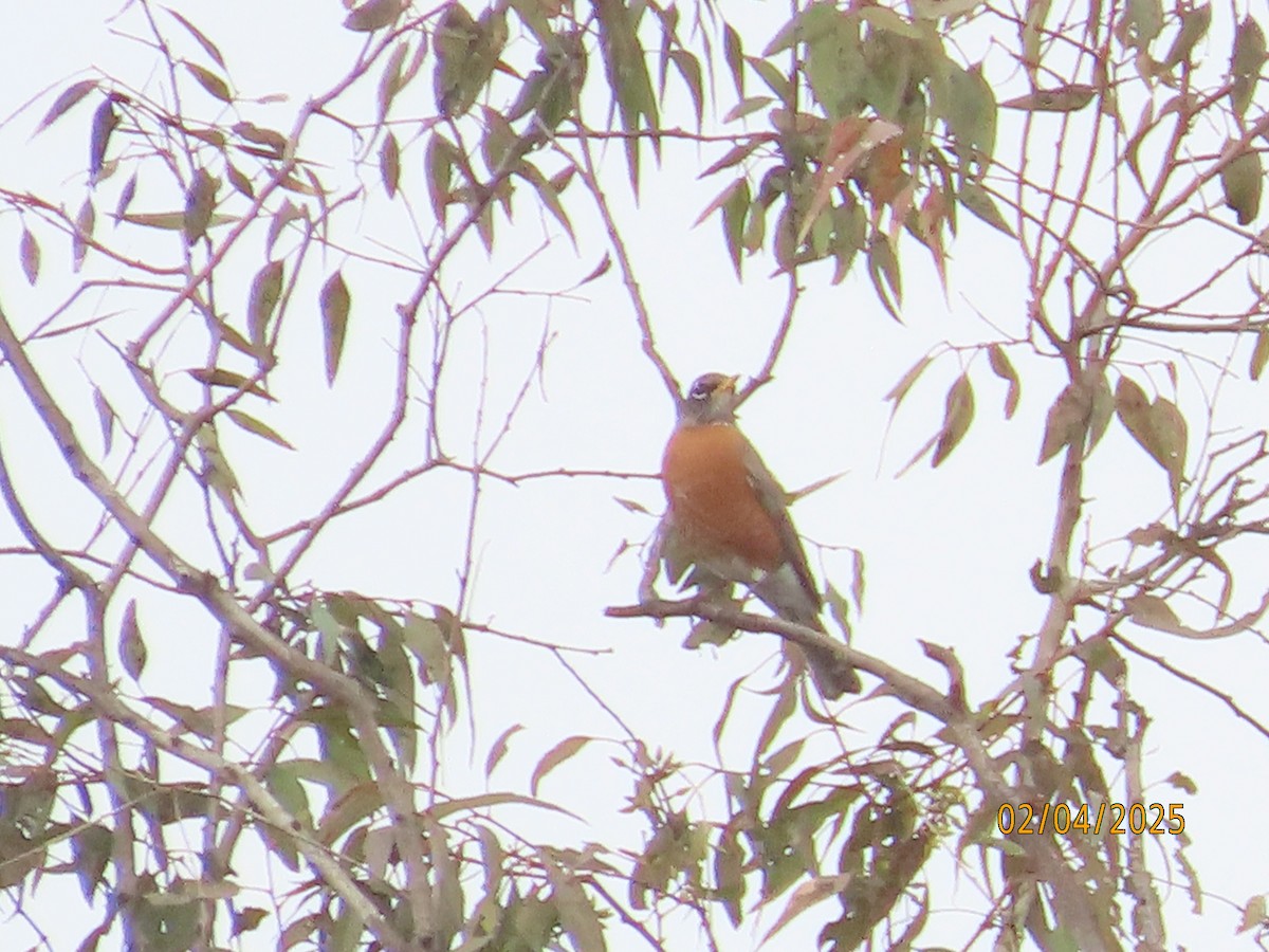 American Robin - ML630285275