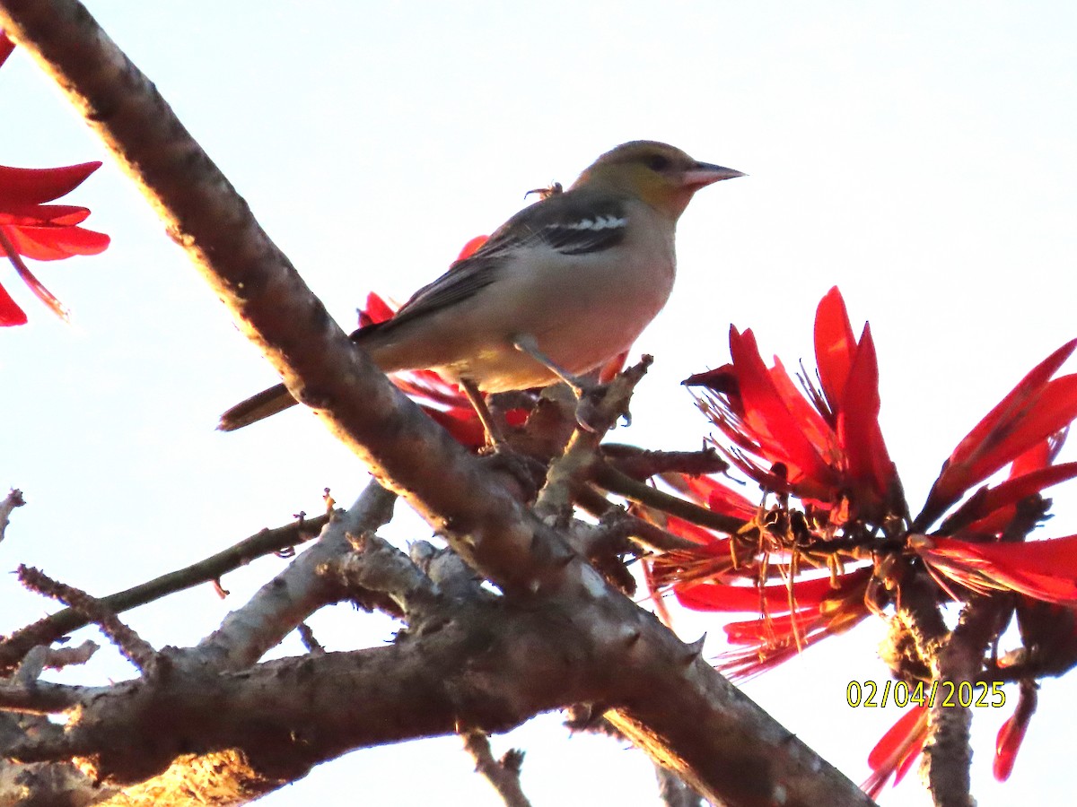 Bullock's Oriole - ML630285288