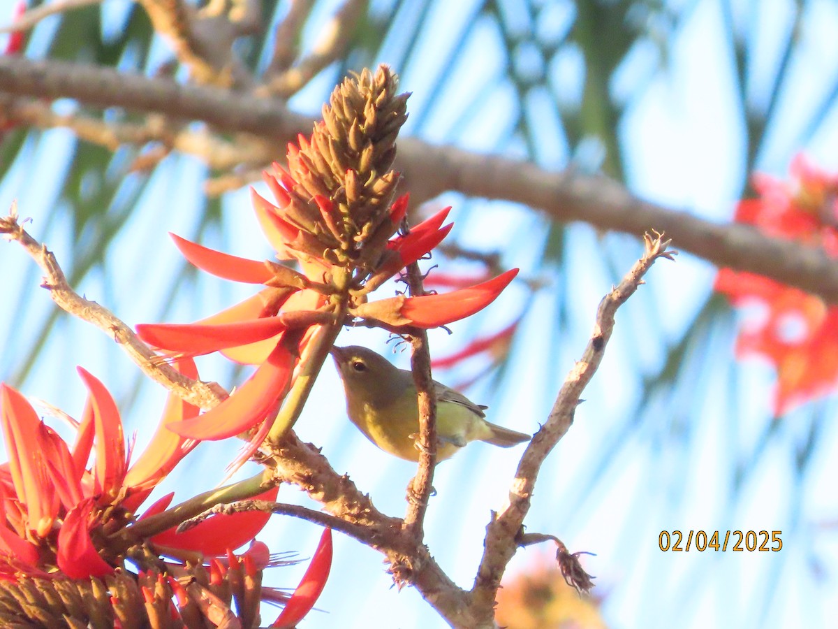 Orange-crowned Warbler - ML630285311