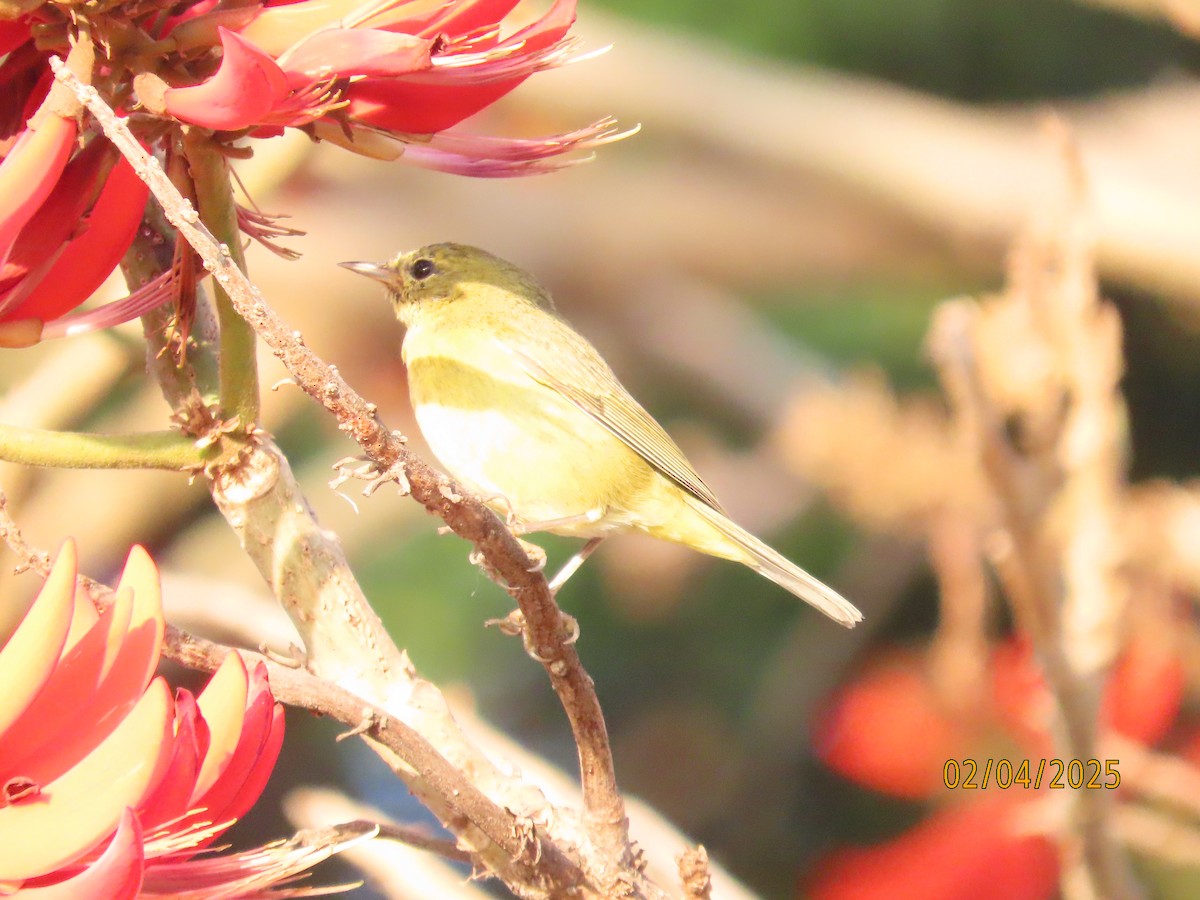Orange-crowned Warbler - ML630285312