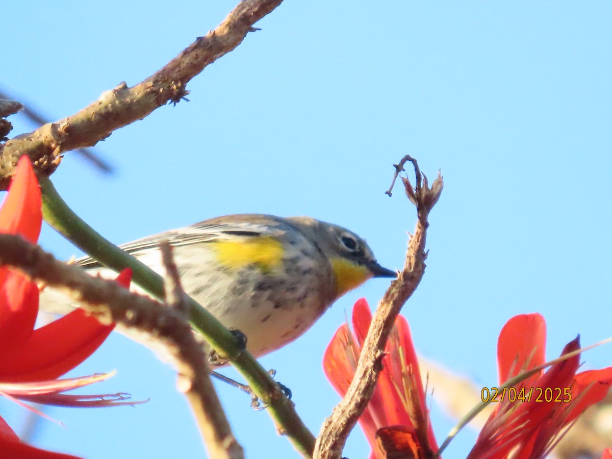 Yellow-rumped Warbler - ML630285340