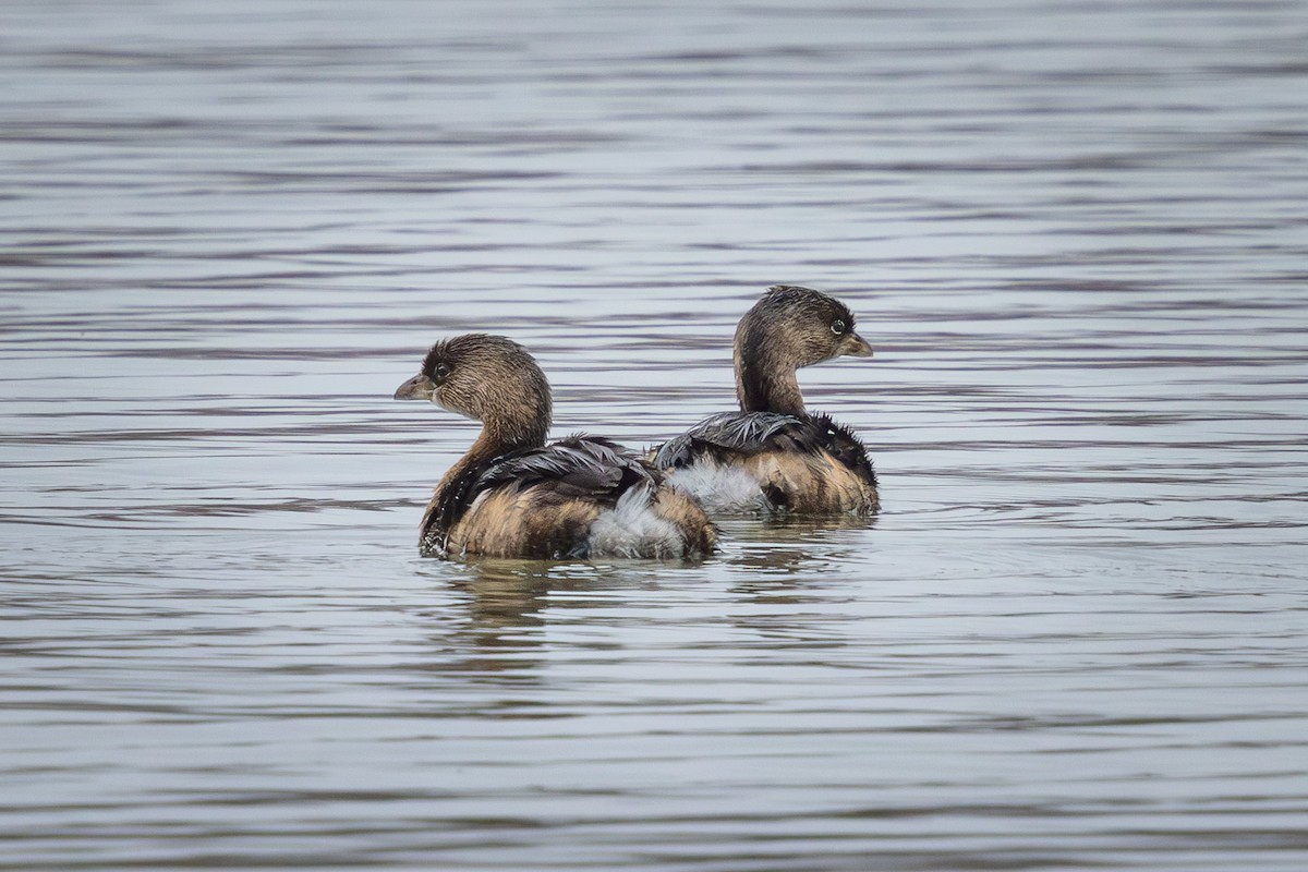 Pied-billed Grebe - ML630285346