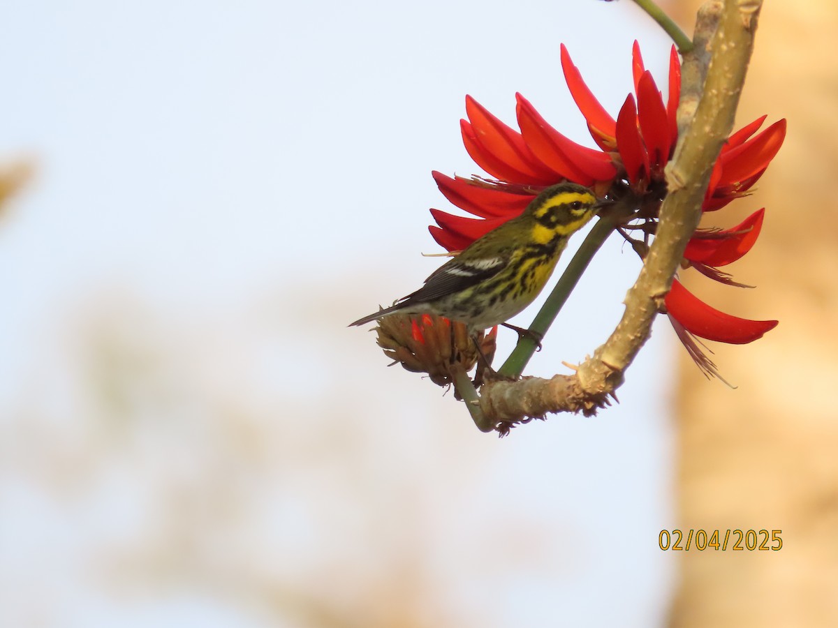Townsend's Warbler - ML630285368