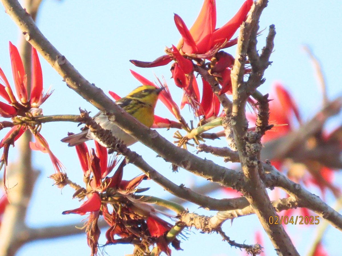 Townsend's Warbler - ML630285369
