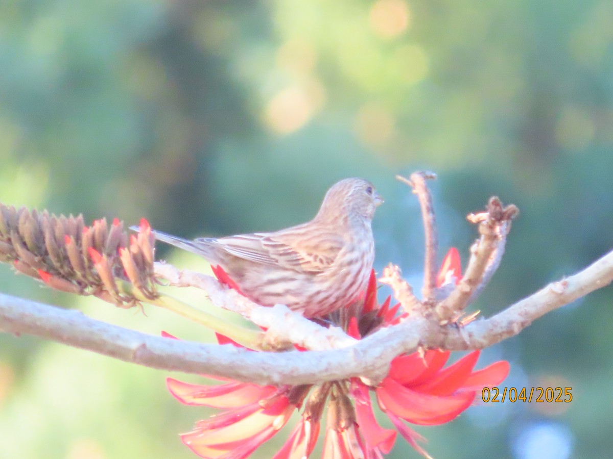 House Finch - ML630285440