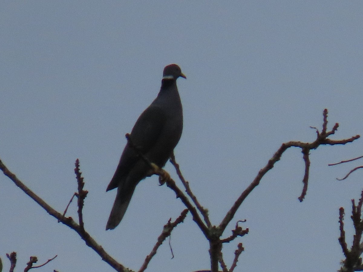 Band-tailed Pigeon - ML630285965