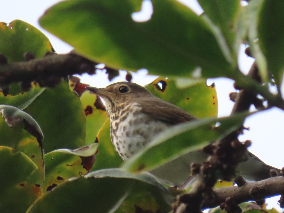 Swainson's Thrush - ML630286013
