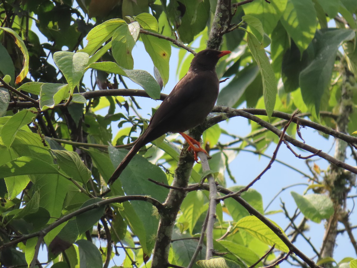 Great Thrush - ML630286071