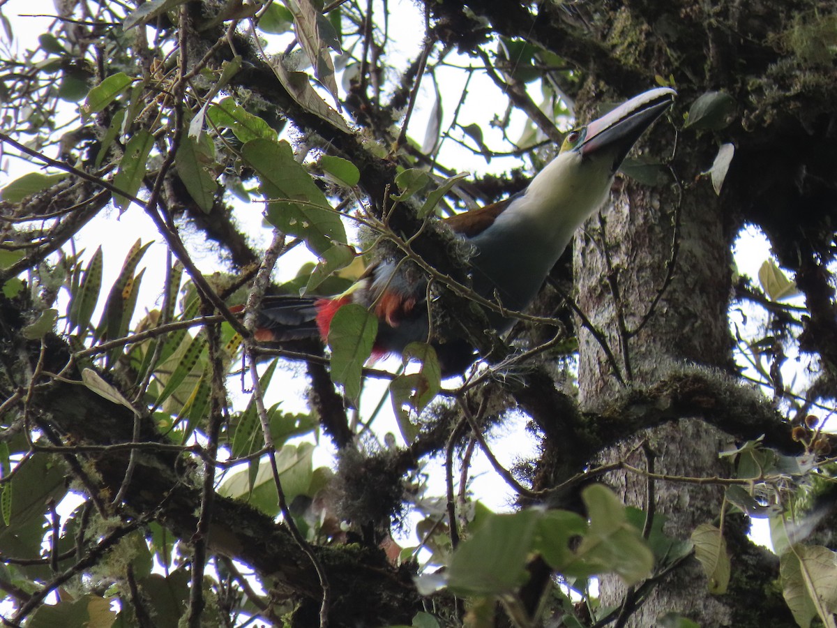 Black-billed Mountain-Toucan - ML630286139