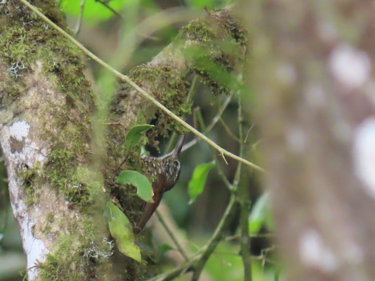 Olive-backed Woodcreeper - ML630286263