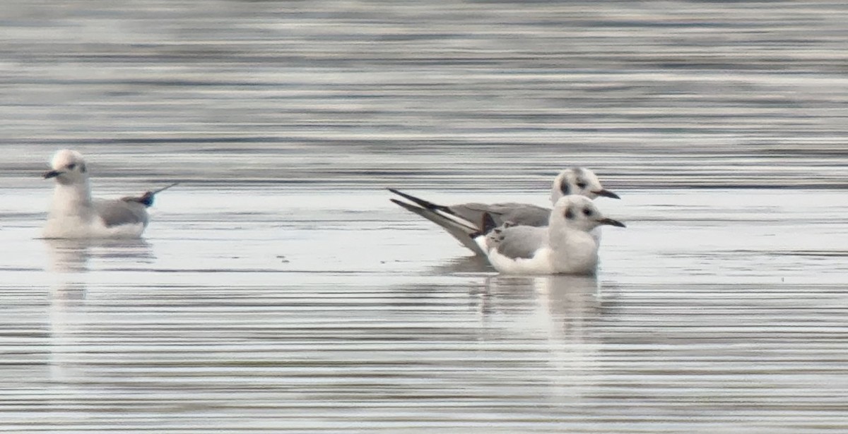 Bonaparte's Gull - ML630286290