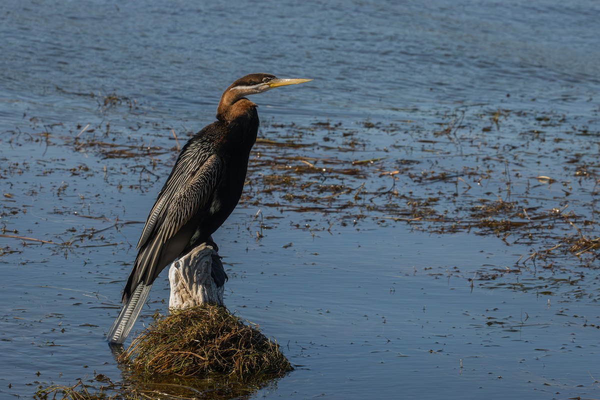 African Darter - Antonio Rodriguez-Sinovas