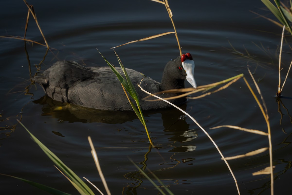 Red-knobbed Coot - Antonio Rodriguez-Sinovas