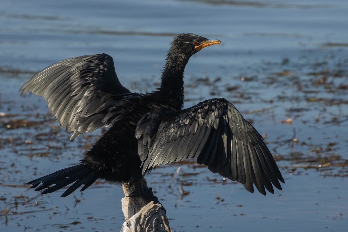 Reed Cormorant - Antonio Rodriguez-Sinovas