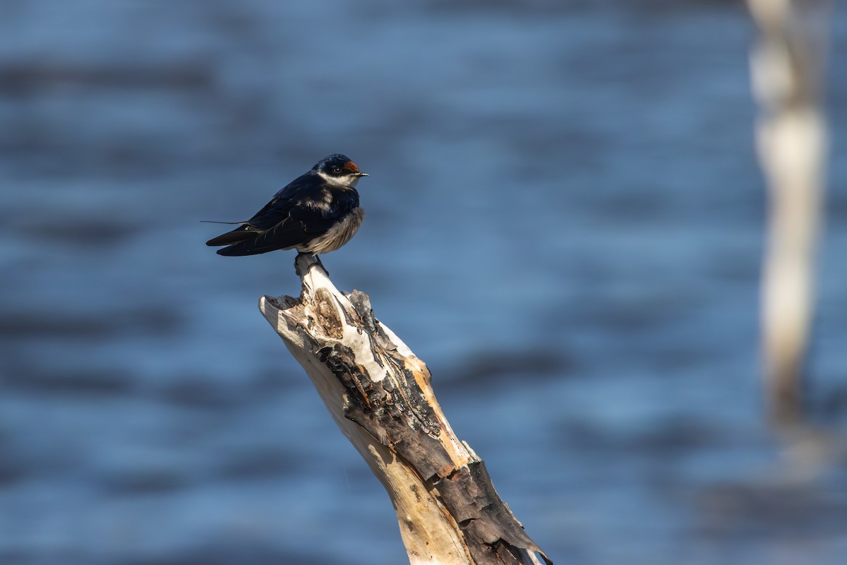White-throated Swallow - Antonio Rodriguez-Sinovas