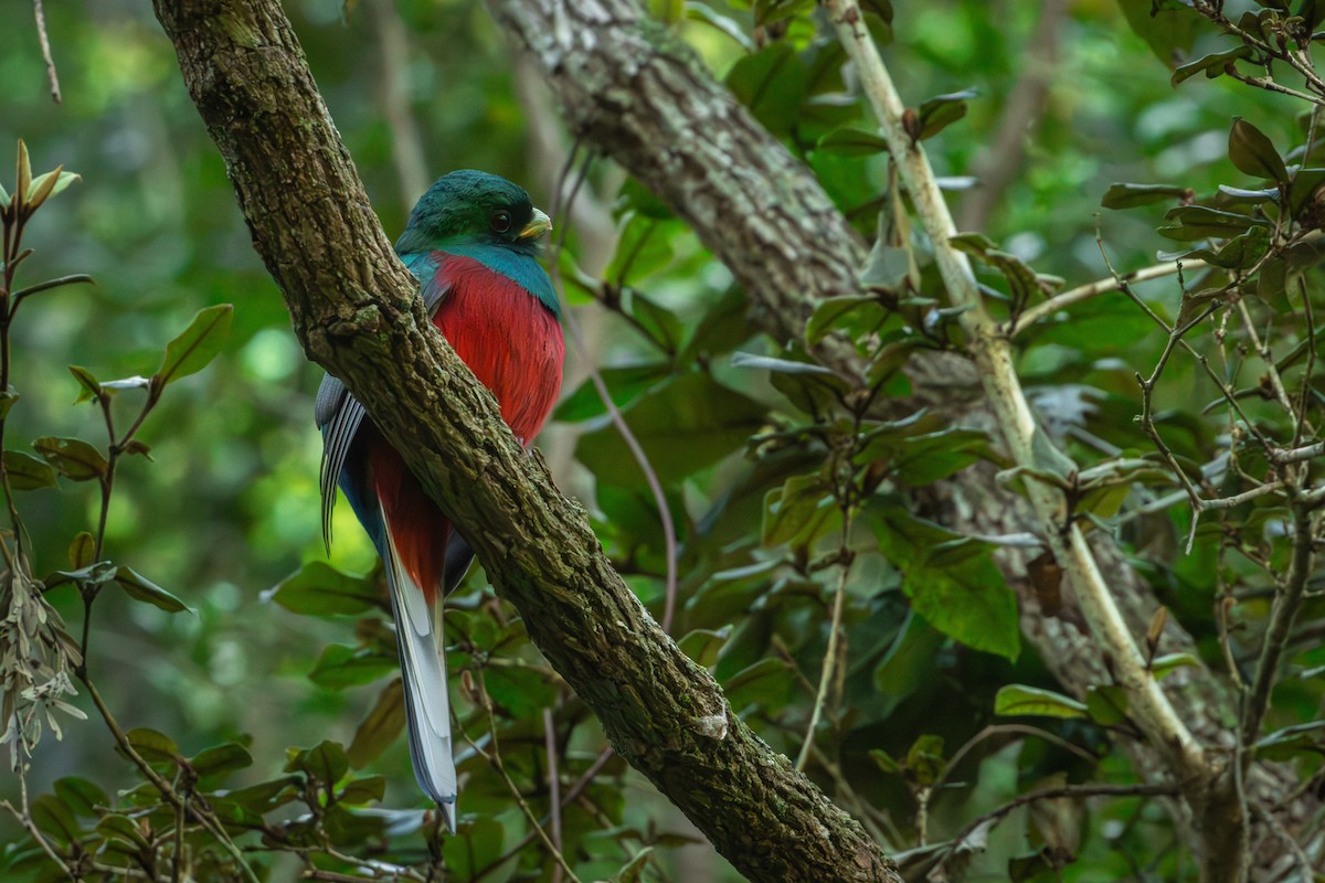 Narina Trogon - Antonio Rodriguez-Sinovas