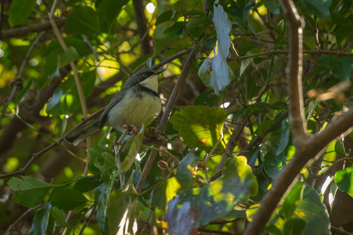 Bar-throated Apalis - Antonio Rodriguez-Sinovas