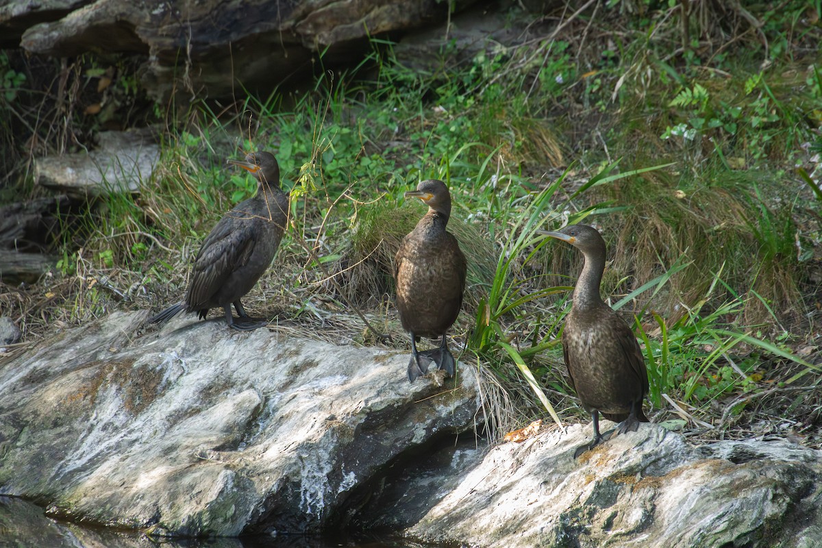 Cape Cormorant - Antonio Rodriguez-Sinovas