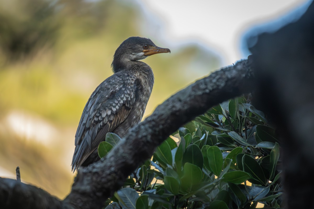 Reed Cormorant - Antonio Rodriguez-Sinovas