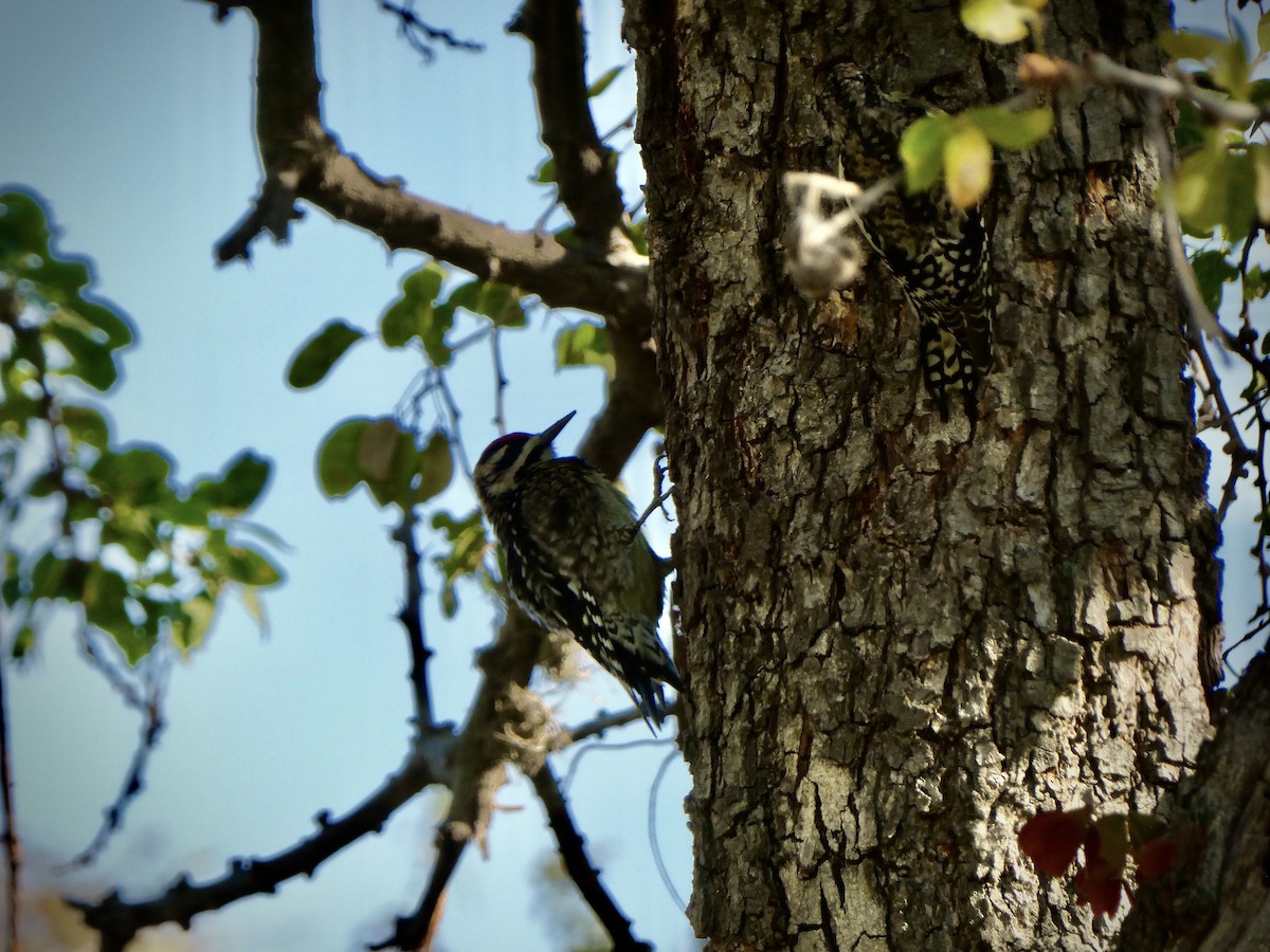 datel rudohrdlý - ML630287098