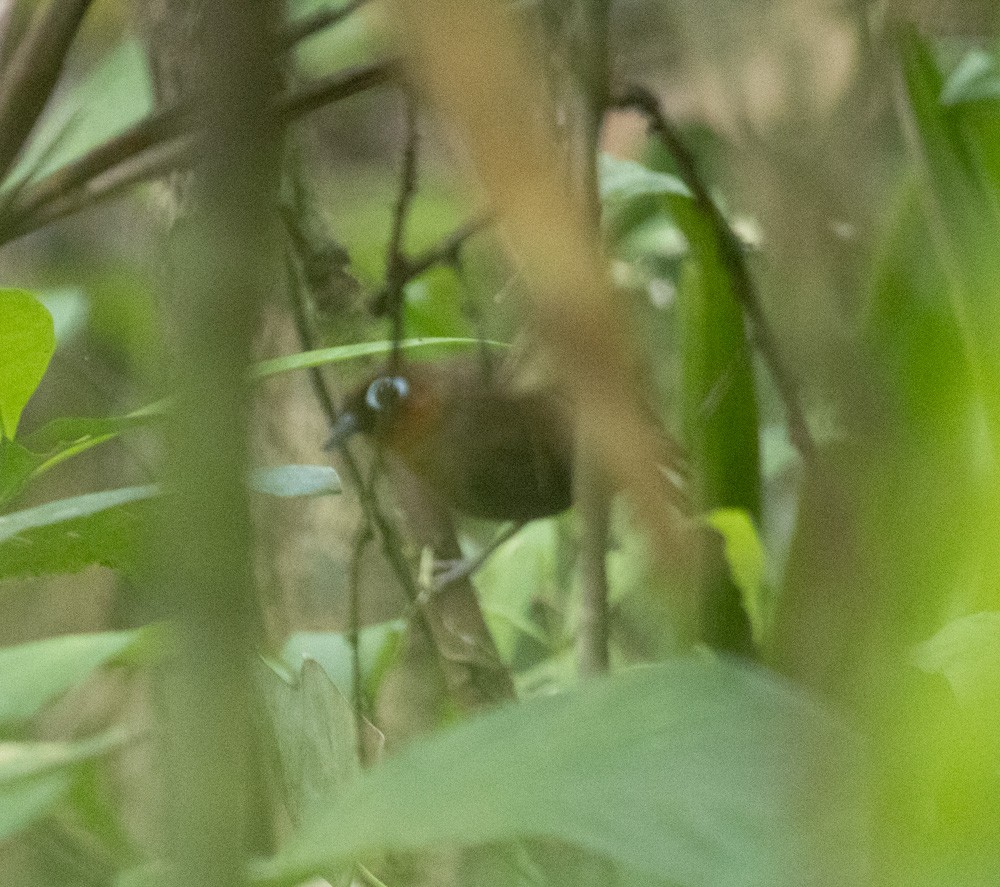 Rufous-throated Antbird - ML630287157