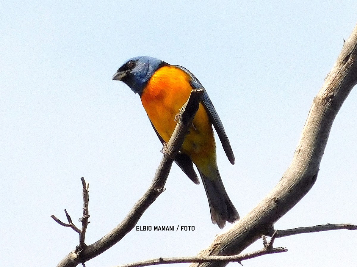 Blue-and-yellow Tanager - ML630287272