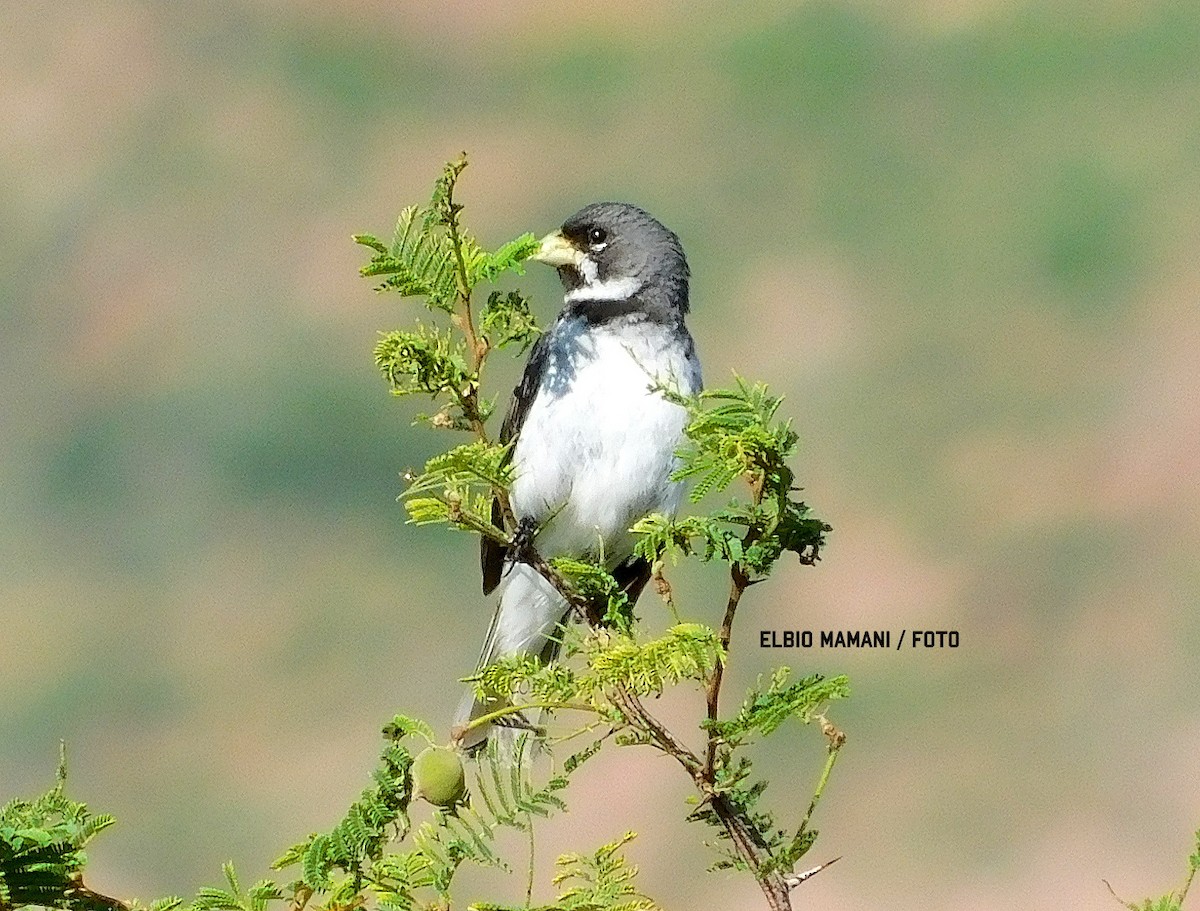 Double-collared Seedeater - ML630287279