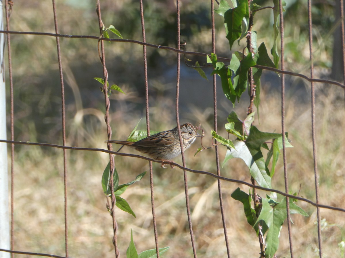 strnadec pruhohlavý - ML630287282