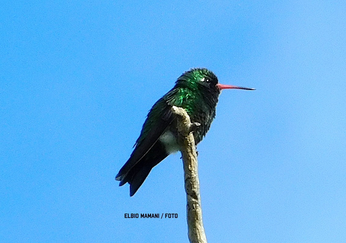 Glittering-bellied Emerald - ML630287338