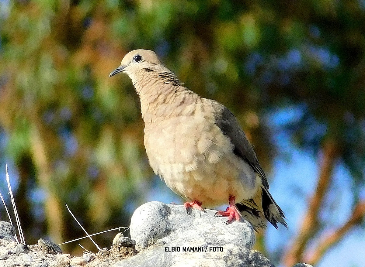 Eared Dove - ML630287347