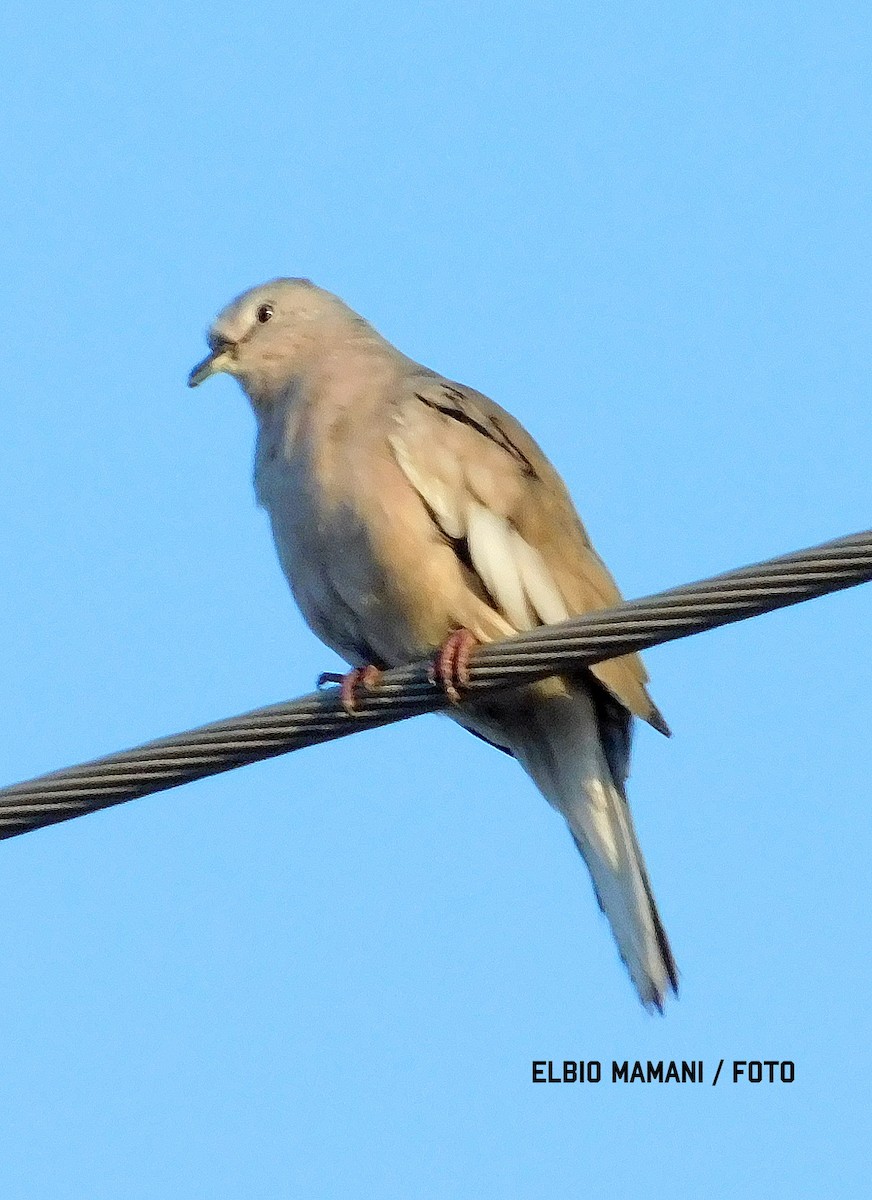 Picui Ground Dove - ML630287367