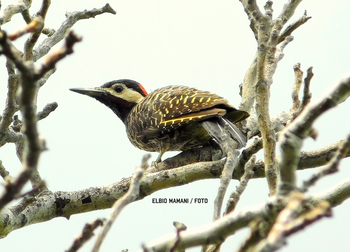 Green-barred Woodpecker - ML630287427