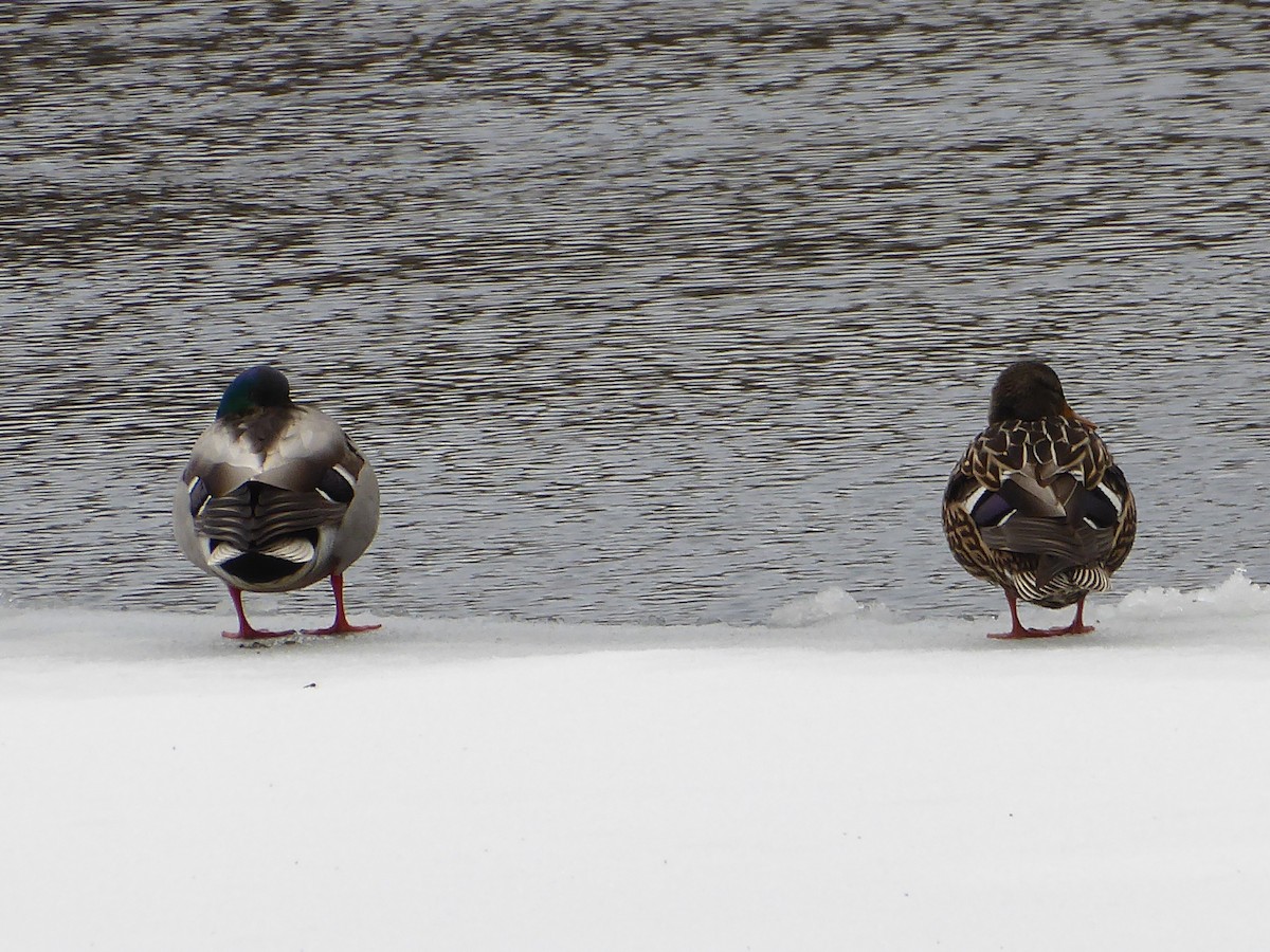 Mallard - ML630287852
