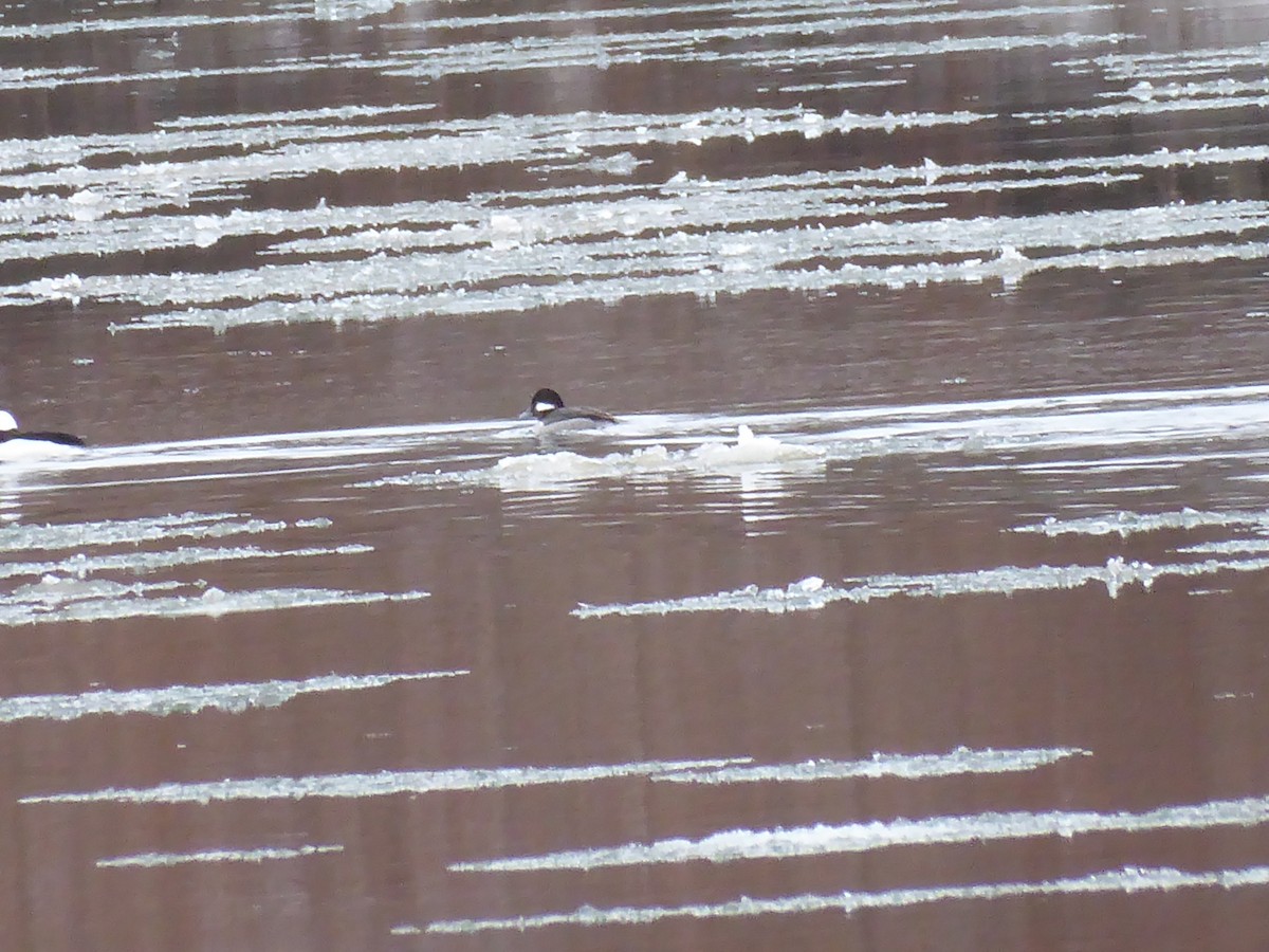Bufflehead - ML630287879