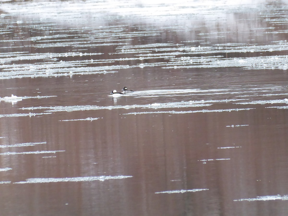 Bufflehead - ML630287881