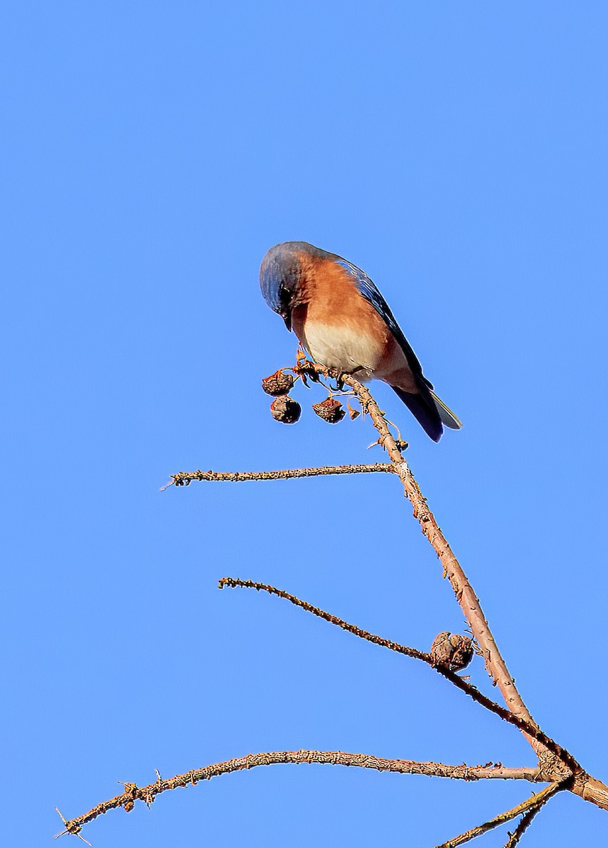 Eastern Bluebird - ML630287993