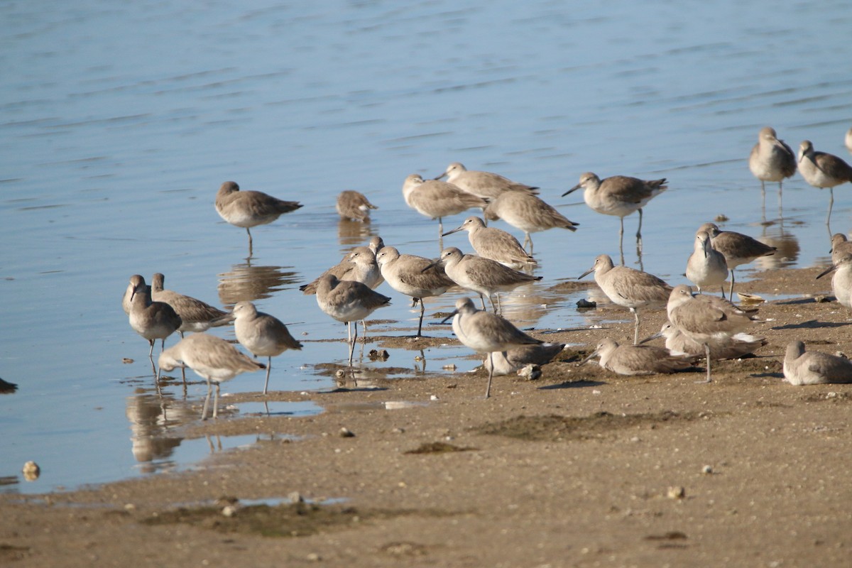 Willet - ML630288029