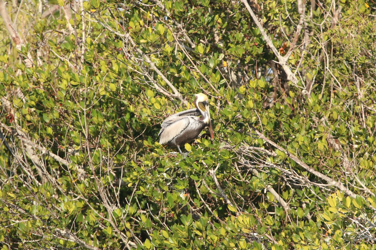 Brown Pelican - ML630288068