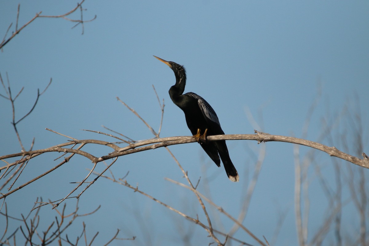 Anhinga - ML630288089