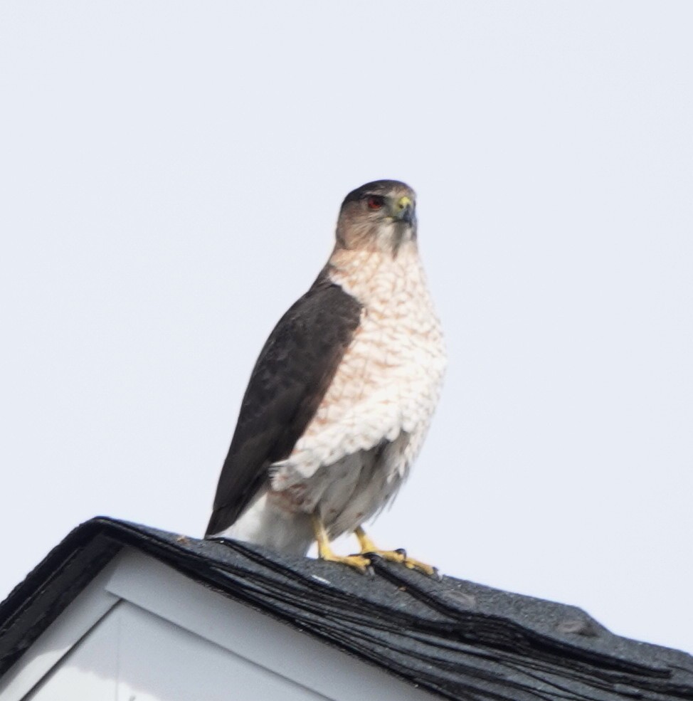 Cooper's Hawk - ML630288124