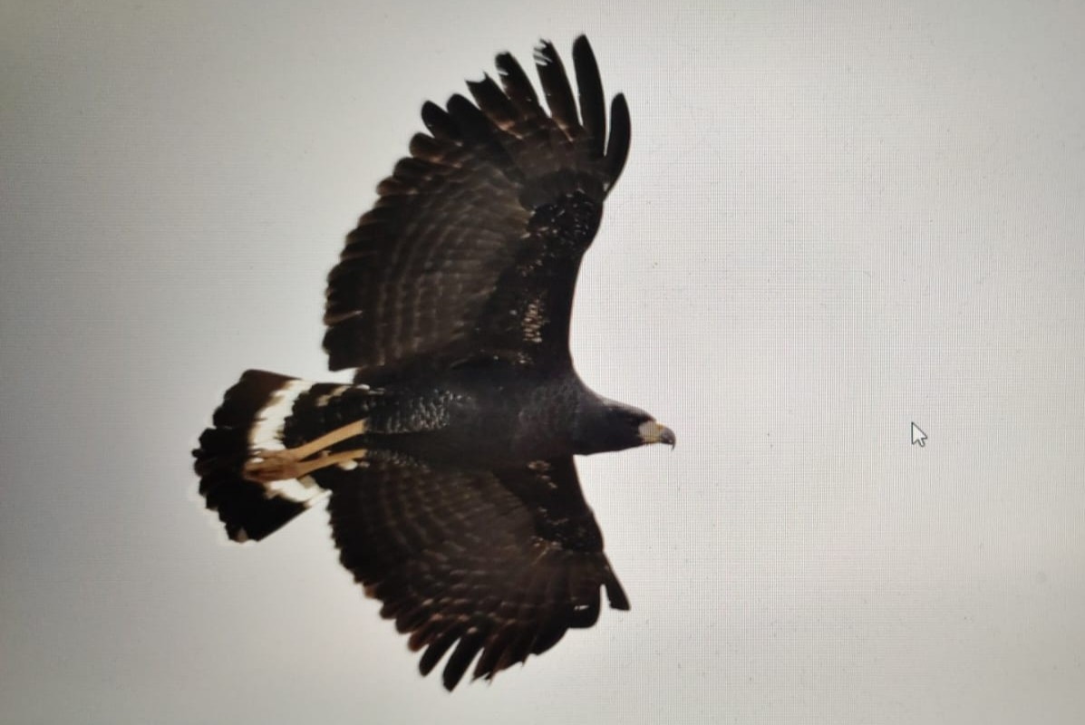 オオクロノスリ - ML630288221