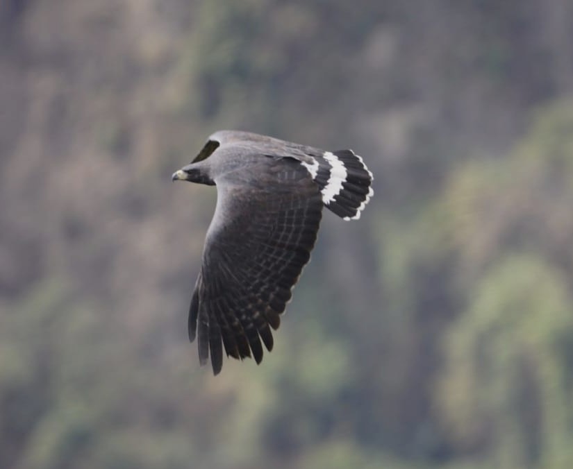 オオクロノスリ - ML630288223