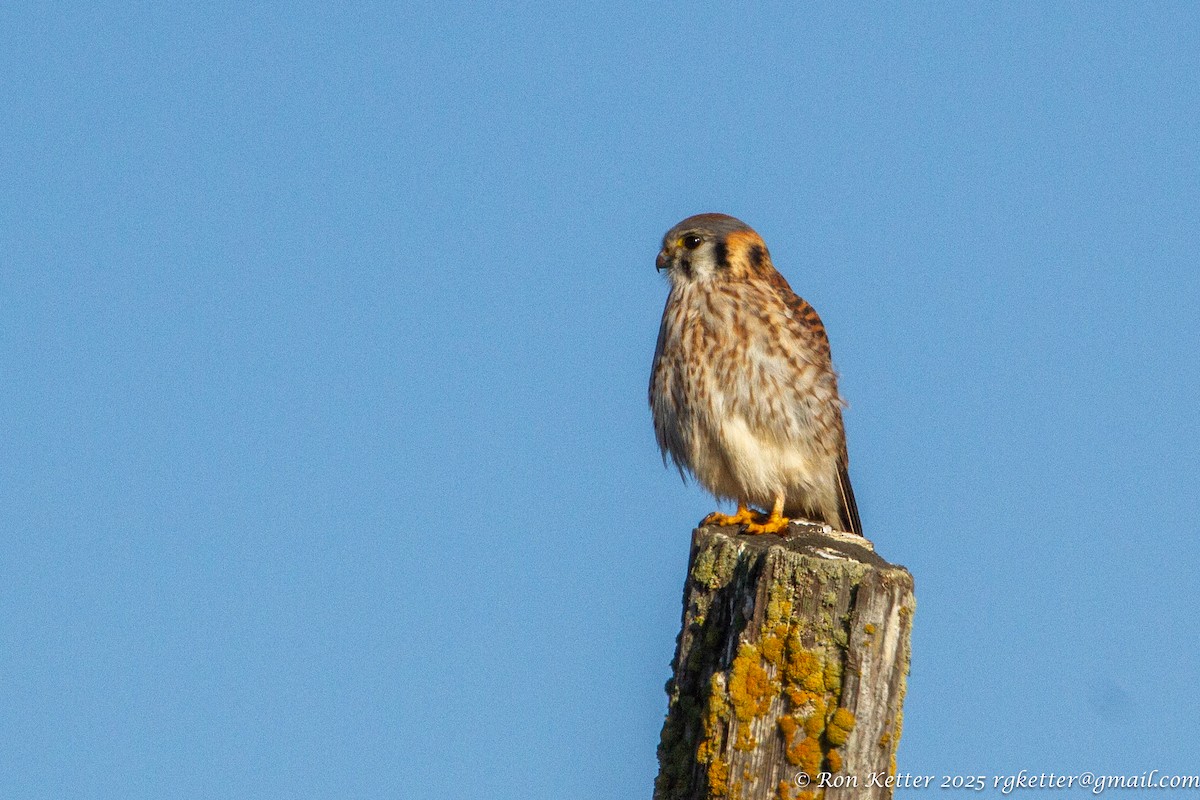 American Kestrel - ML630288734