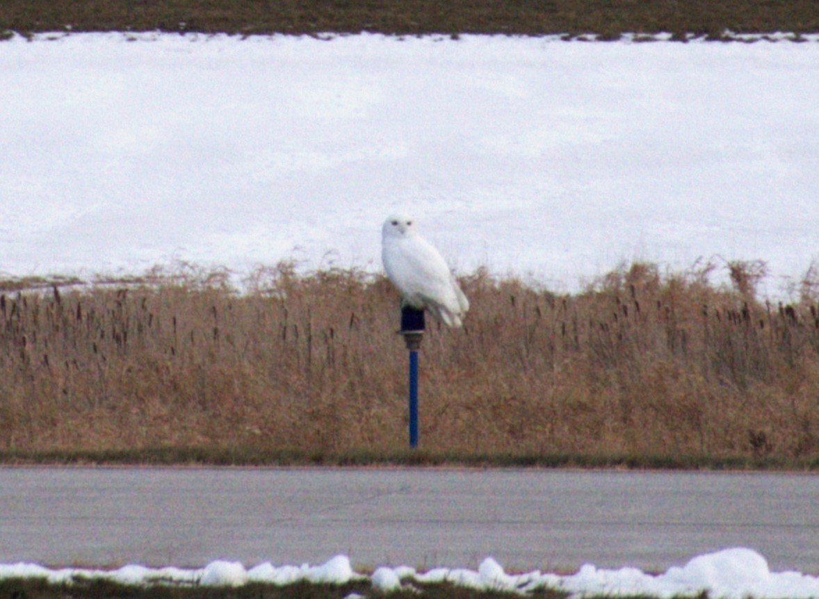 Цэвдгийн ууль - ML630289811