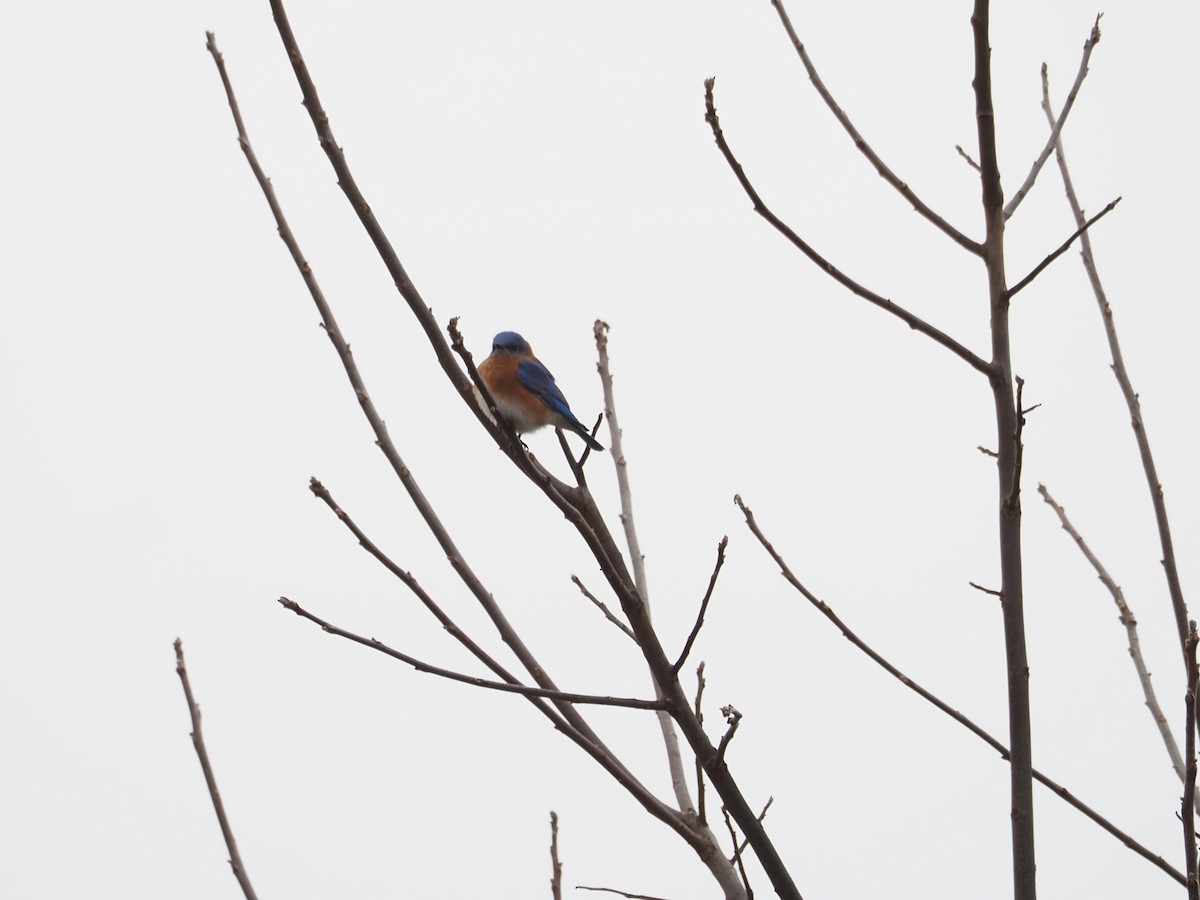 Eastern Bluebird - ML630290189
