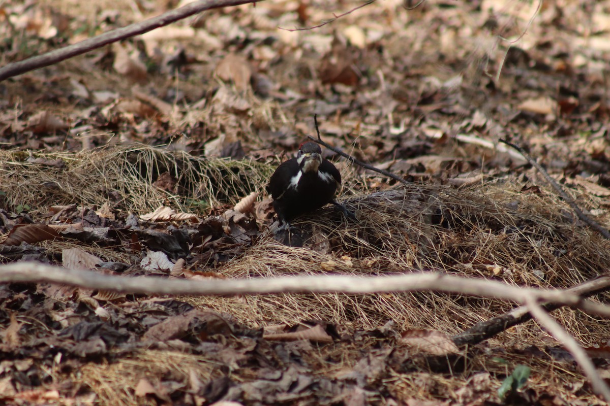 Pileated Woodpecker - ML630290330